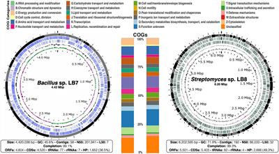 Secondary metabolites with antimicrobial activity produced by thermophilic bacteria from a high-altitude hydrothermal system